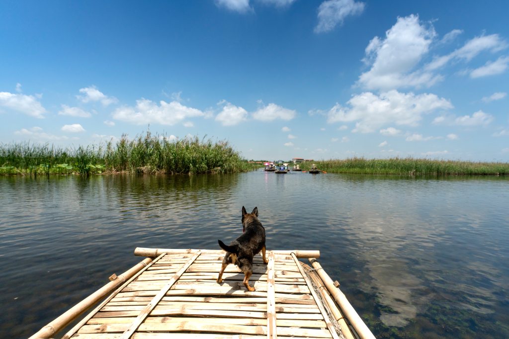 Black dog out on a bamboo made pier looking out into the lake as if the good boy sees something in the water.